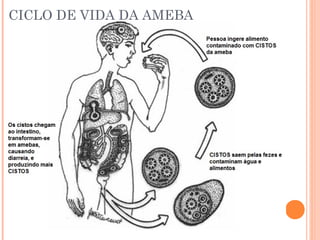 CICLO DE VIDA DA AMEBA

 