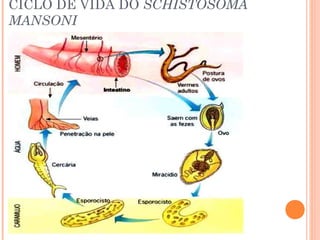 CICLO DE VIDA DO SCHISTOSOMA
MANSONI

 