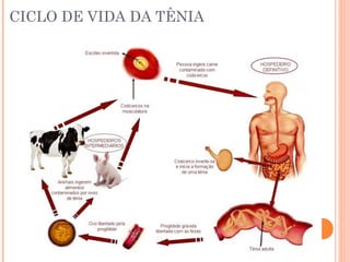CICLO DE VIDA DA TÊNIA

 