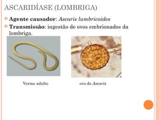 ASCARIDÍASE (LOMBRIGA)
Agente causador: Ascaris lumbricoides
 Transmissão: ingestão de ovos embrionados da
lombriga.


Verme adulto

ovo do Ascaris

 