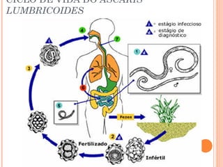 CICLO DE VIDA DO ASCARIS
LUMBRICOIDES

 