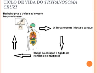 CICLO DE VIDA DO TRYPANOSOMA
CRUZI

 