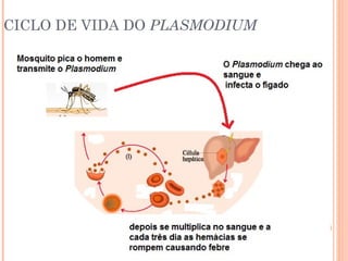 CICLO DE VIDA DO PLASMODIUM

 