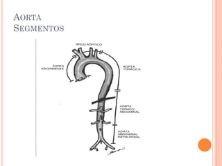 AORTA
SEGMENTOS
 