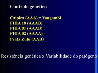 Controle genético
Caipira (AAA) = Yangambi
FHIA 18 (AAAB)
FHIA 01 (AAAB)
FHIA 02 (AAAA)
Prata Zulu (AAB)
Resistência genética x Variabilidade do patógeno
 