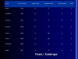 Cultivar Grupo Genômico Sigatoka-negra Sigatoka-amarela Mal-do-panamá Moko
Caipira AAA R* R R S
Thap Maeo AAB R R R S
Prata Zulu AAB R R S S
Prata Ken AAAB R R R S
FHIA 18 AAAB R MS S S
FHIA 01 AAAB R MS - S
FHIA 02 AM AAAA R R R S
Pelipita ABB R R R S
*R =.
Fonte : Embrapa
 
