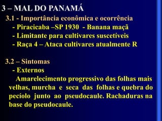 3 – MAL DO PANAMÁ
3.1 - Importância econômica e ocorrência
- Piracicaba –SP 1930 - Banana maçã
- Limitante para cultivares suscetíveis
- Raça 4 – Ataca cultivares atualmente R
3.2 – Sintomas
- Externos
Amarelecimento progressivo das folhas mais
velhas, murcha e seca das folhas e quebra do
pecíolo junto ao pseudocaule. Rachaduras na
base do pseudocaule.
 