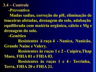 3.4 – Controle
-Preventivo
Mudas sadias, correção do pH, eliminação de
touceiras afetadas, drenagem do solo, adubação
equilibrada com matéria orgânica, cálcio e Mg e
drenagem do solo.
-Genético
Resistentes à raça 4 - Nanica, Nanicão,
Grande Naine e Valery.
Resistentes às raças 1 e 2 - Caipira,Thap
Maeo, FHIA 01 e FHIA 03.
Resistentes às raças 1 e 4 - Terrinha,
Terra, FHIA 20 e FHIA 21.
 