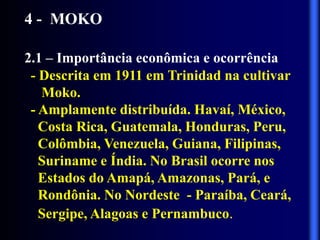 4 - MOKO
2.1 – Importância econômica e ocorrência
- Descrita em 1911 em Trinidad na cultivar
Moko.
- Amplamente distribuída. Havaí, México,
Costa Rica, Guatemala, Honduras, Peru,
Colômbia, Venezuela, Guiana, Filipinas,
Suriname e Índia. No Brasil ocorre nos
Estados do Amapá, Amazonas, Pará, e
Rondônia. No Nordeste - Paraíba, Ceará,
Sergipe, Alagoas e Pernambuco.
 
