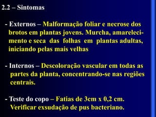 2.2 – Sintomas
- Externos – Malformação foliar e necrose dos
brotos em plantas jovens. Murcha, amareleci-
mento e seca das folhas em plantas adultas,
iniciando pelas mais velhas
- Internos – Descoloração vascular em todas as
partes da planta, concentrando-se nas regiões
centrais.
- Teste do copo – Fatias de 3cm x 0,2 cm.
Verificar exsudação de pus bacteriano.
 