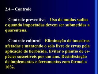2.4 – Controle
Controle preventivo – Uso de mudas sadias
e quando importadas devem ser submetidas a
quarentena.
Controle cultural – Eliminação de touceiras
afetadas e mantendo o solo livre de ervas pela
aplicação de herbicida. Evitar o plantio de es-
pécies suscetíveis por um ano. Desinfestação
de implementos e ferramentas com formol a
10%.
 