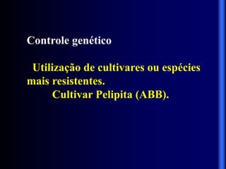 Controle genético
Utilização de cultivares ou espécies
mais resistentes.
Cultivar Pelipita (ABB).
 