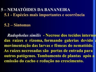 5 – NEMATÓIDES DA BANANEIRA
5.1 - Espécies mais importantes e ocorrência
5.2 – Sintomas
Radopholus similis - Necrose dos tecidos internos
das raízes e rizoma, formando galerias devido a
movimentação das larvas e fêmeas do nematóide.
As raízes necrosadas são portas de entrada para
outros patógenos. Tombamento de plantas após a
emissão do cacho e redução no crescimento.
 
