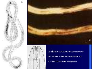 A
B
C
A –fÊMEA E MACHO DE Rhadopholus
B – PARTE ANTERIOR DO CORPO
C – SINTOMAS DE Radopholus
 
