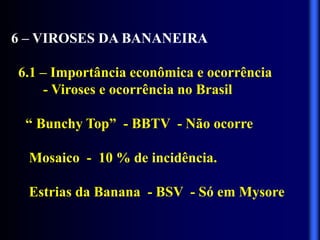 6 – VIROSES DA BANANEIRA
6.1 – Importância econômica e ocorrência
- Viroses e ocorrência no Brasil
“ Bunchy Top” - BBTV - Não ocorre
Mosaico - 10 % de incidência.
Estrias da Banana - BSV - Só em Mysore
 