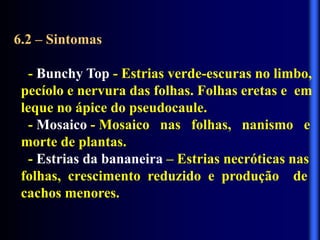 6.2 – Sintomas
- Bunchy Top - Estrias verde-escuras no limbo,
pecíolo e nervura das folhas. Folhas eretas e em
leque no ápice do pseudocaule.
- Mosaico - Mosaico nas folhas, nanismo e
morte de plantas.
- Estrias da bananeira – Estrias necróticas nas
folhas, crescimento reduzido e produção de
cachos menores.
 