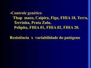 -Controle genético
Thap maeo, Caipira, Figo, FHIA 18, Terra,
Terrinha, Prata Zulu.
Pelipita, FHIA 01, FHIA 02, FHIA 20.
Resistência x variabilidade do patógeno
 