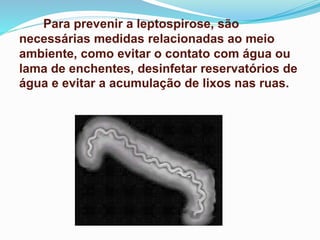 Para prevenir a leptospirose, são
necessárias medidas relacionadas ao meio
ambiente, como evitar o contato com água ou
lama de enchentes, desinfetar reservatórios de
água e evitar a acumulação de lixos nas ruas.
 