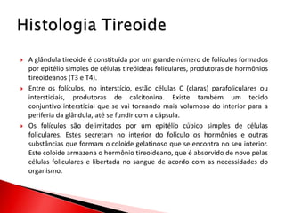    A glândula tireoide é constituída por um grande número de folículos formados
    por epitélio simples de células tireóideas foliculares, produtoras de hormônios
    tireoideanos (T3 e T4).
   Entre os folículos, no interstício, estão células C (claras) parafoliculares ou
    intersticiais, produtoras de calcitonina. Existe também um tecido
    conjuntivo intersticial que se vai tornando mais volumoso do interior para a
    periferia da glândula, até se fundir com a cápsula.
   Os folículos são delimitados por um epitélio cúbico simples de células
    foliculares. Estes secretam no interior do folículo os hormônios e outras
    substâncias que formam o coloide gelatinoso que se encontra no seu interior.
    Este coloide armazena o hormônio tireoideano, que é absorvido de novo pelas
    células foliculares e libertada no sangue de acordo com as necessidades do
    organismo.
 
