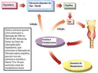 Tanto o estresse quanto
o frio estimulam a
liberação de TRH ou
TSH-RF (RF: Releasing
Factor ou Fator de
Liberação) pelo
hipotálamo, que
estimulam a liberação de
TSH pela adeno-hipófise,
que por sua vez,
estimula a tireoide a
liberar T3 e T4 que
aumenta a taxa do
metabolismo basal.
 