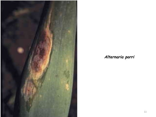 11
Alternaria porri
 