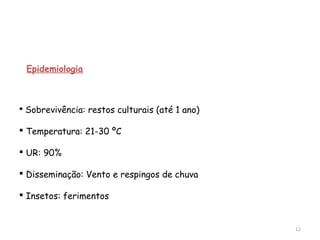 12
 Epidemiologia
 Sobrevivência: restos culturais (até 1 ano)
 Temperatura: 21-30 ºC
 UR: 90%
 Disseminação: Vento e respingos de chuva
 Insetos: ferimentos
 