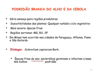  Séria ameaça para regiões produtoras
 Suscetibilidades das plantas: Qualquer estádio ciclo vegetativo
 Mais severa: épocas frias
 Regiões serranas: MG, RS, SP
 Em Minas tem ocorrido nas cidades de Paraguaçu, Alfenas, Fama
e São Gotardo
 Etiologia: Sclerotium cepivorum Berk.
 Épocas frias do ano: escleródios germinam e infectam a base
dos bulbos podridão
14
PODRIDÃO BRANCA DO ALHO E DA CEBOLA
 