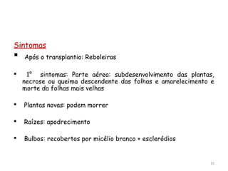 Sintomas
 Após o transplantio: Reboleiras
 1° sintomas: Parte aérea: subdesenvolvimento das plantas,
necrose ou queima descendente das folhas e amarelecimento e
morte da folhas mais velhas
 Plantas novas: podem morrer
 Raízes: apodrecimento
 Bulbos: recobertos por micélio branco + escleródios
15
 