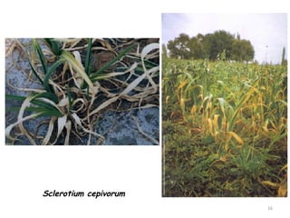 16
Sclerotium cepivorum
 