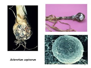 18
Sclerotium cepivorum
 