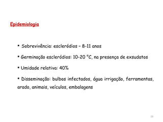 19
Epidemiologia
 Sobrevivência: escleródios – 8-11 anos
 Germinação escleródios: 10-20 °C, na presença de exsudatos
 Umidade relativa: 40%
 Disseminação: bulbos infectados, água irrigação, ferramentas,
arado, animais, veículos, embalagens
 