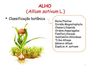 ALHO
(Allium sativum L.)
 Classificação botânica
Reino:Plantae
Divisão:Magnoliophyta
Classe:Liliopsida
Ordem:Asparagales
Família:Liliaceae
Subfamília:Allioideae
Tribo:Allieae
Género:Allium
Espécie:A. sativum
2
 