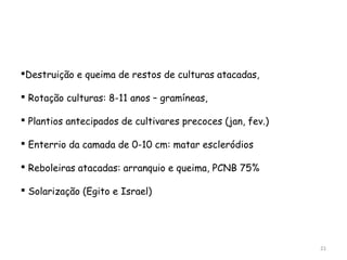 Destruição e queima de restos de culturas atacadas,
 Rotação culturas: 8-11 anos – gramíneas,
 Plantios antecipados de cultivares precoces (jan, fev.)
 Enterrio da camada de 0-10 cm: matar escleródios
 Reboleiras atacadas: arranquio e queima, PCNB 75%
 Solarização (Egito e Israel)
21
 