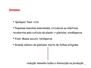 24
Sintomas
 Qulaquer fase: ciclo
 Pequenas manchas amareladas, circulares ou elípiticas,
recobertas pela cutícula da planta => pústulas: uredósporos
 Final: Massa escura: teliósporos
 Grande número de pústulas: morte de folhas atingidas
redução tamanho bulbo e diminuição na produção
 