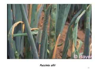 25
Puccinia allii
 