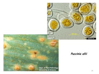 26
Puccinia allii
 