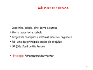 29
MÍLDIO OU CINZA
 Cebolinha, cebola, alho-porró e outras
 Muito importante: cebola
 Prejuízos: condições climáticas locais ou regionais
 RS: uma das principais causas de prejuízo
 SP (São José do Rio Pardo)
 Etiologia: Peronospora destructor
 