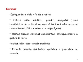 30
Sintomas
Qulaquer fase: ciclo – folhas e hastes
 Folhas: lesões elípticas, grandes, alongadas (zonas
concêntricas de tecido clorótico e várias tonalidades de verde
com centro necrótico + estruturas do patógeno)
 Hastes florais: sintomas semelhantes: enfraquecimento e
quebra da haste
 Bulbos infectados: invasão sistêmica
 Redução tamanho dos bulbos, qualidade e quantidade de
semente
 