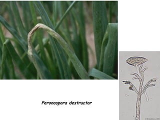 31
Peronospora destructor
 