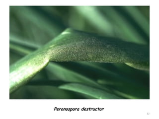 32
Peronospora destructor
 
