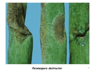 33
Peronospora destructor
 