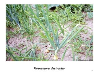 34
Peronospora destructor
 