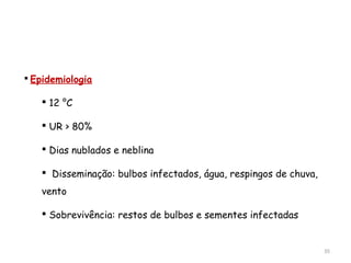  Epidemiologia
 12 °C
 UR > 80%
 Dias nublados e neblina
 Disseminação: bulbos infectados, água, respingos de chuva,
vento
 Sobrevivência: restos de bulbos e sementes infectadas
35
 