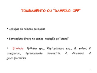 TOMBAMENTO OU “DAMPING-OFF”
 Redução do número de mudas
 Semeadura direta no campo: redução do “stand”
 Etiologia: Pythium spp., Phytophthora spp., R. solani, F.
oxysporum, Pyrenochaeta terrestris, C. Circinans, C.
gloeosporioides.
37
 