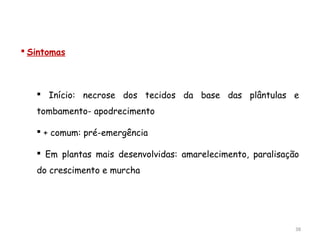  Sintomas
 Início: necrose dos tecidos da base das plântulas e
tombamento- apodrecimento
 + comum: pré-emergência
 Em plantas mais desenvolvidas: amarelecimento, paralisação
do crescimento e murcha
38
 