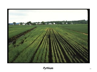 Pythium 39
 