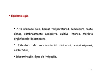  Epidemiologia
 Alta umidade solo, baixas temperaturas, semeadura muito
densa, sombreamento excessivo, cultivo intenso, matéria
orgânica não decomposta,
 Estrutura de sobrevivência: oósporos, clamidósporos,
escleródios,
 Disseminação: água de irrigação,
40
 