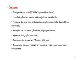  Controle
 Fumigação do solo (PCNB+Captan+Metalaxyl)
 Local de plantio: isento, não sujeito a inundação
 Preparo do solo com antecedência: decomposição da matéria
orgânica,
 Rotação de culturas (Pythium, Phytophthora)
 Água de irrigação: cuidado,
 Tratamento sementes (Captan ,thiran)
 Doença no campo: reduzir irrigação e regar canteiros com
fungicidas
41
 