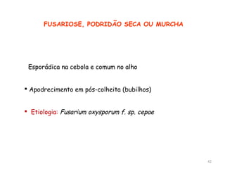 FUSARIOSE, PODRIDÃO SECA OU MURCHA
 Esporádica na cebola e comum no alho
 Apodrecimento em pós-colheita (bubilhos)
 Etiologia: Fusarium oxysporum f. sp. cepae
42
 