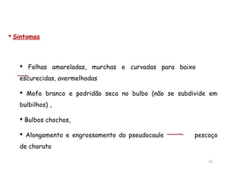  Sintomas
 Folhas amareladas, murchas e curvadas para baixo
escurecidas, avermelhadas
 Mofo branco e podridão seca no bulbo (não se subdivide em
bulbilhos) ,
 Bulbos chochos,
 Alongamento e engrossamento do pseudocaule pescoço
de charuto
43
 